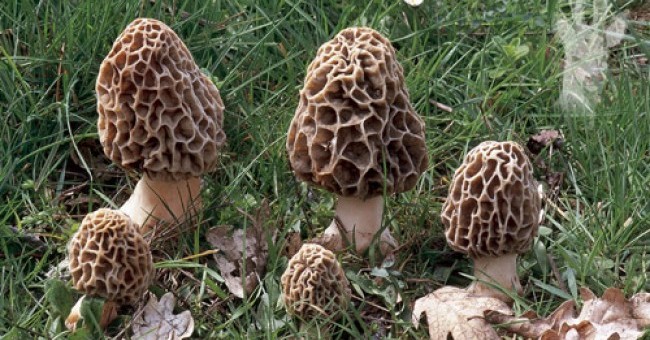 Morchella esculenta